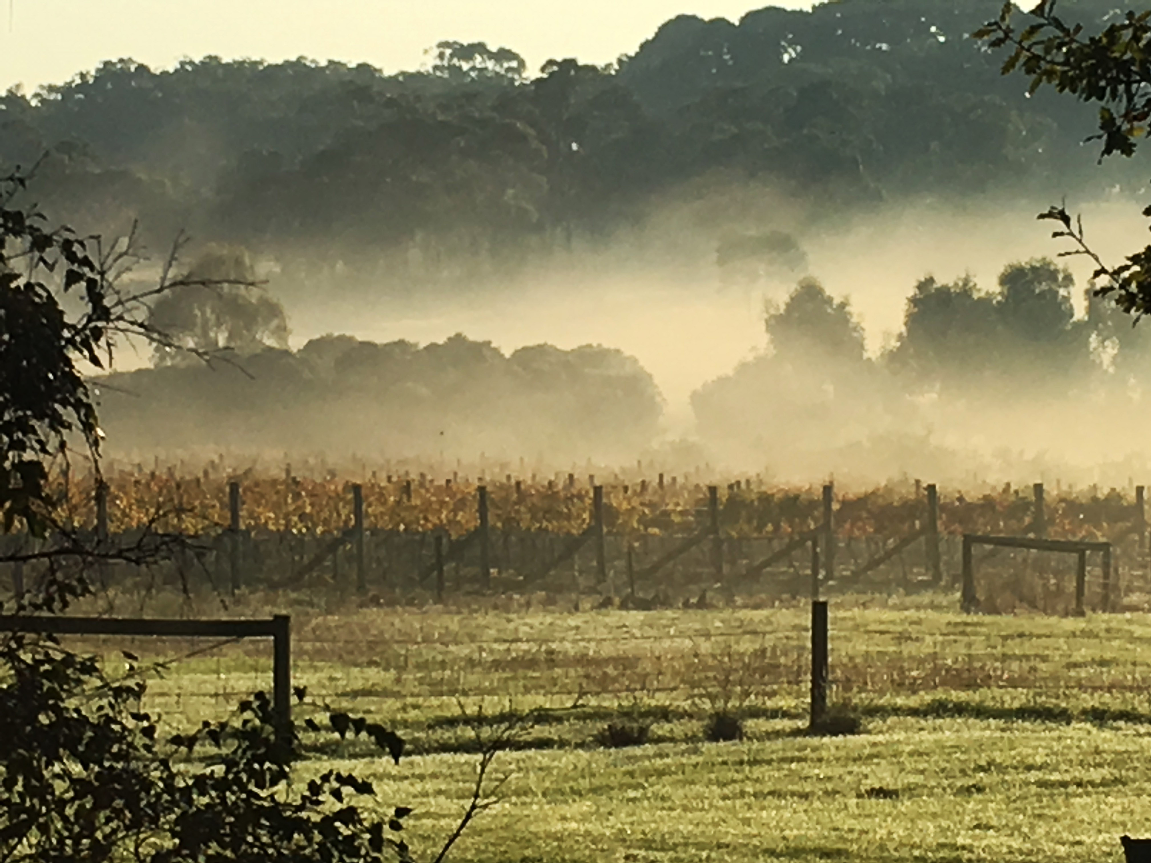 Our Tulum Creek vineyard in autumn mist.